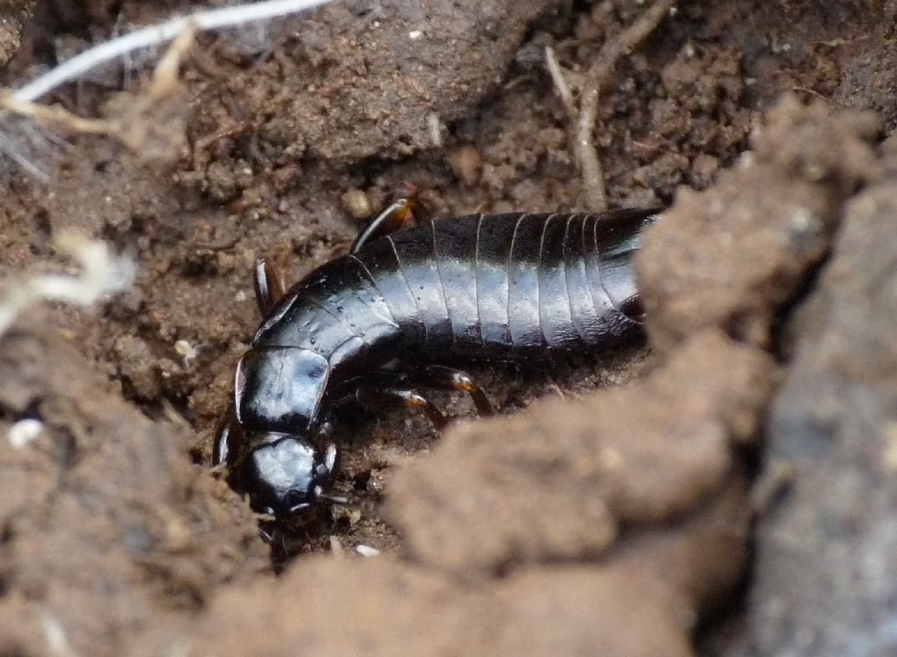 Euborellia moesta maschio